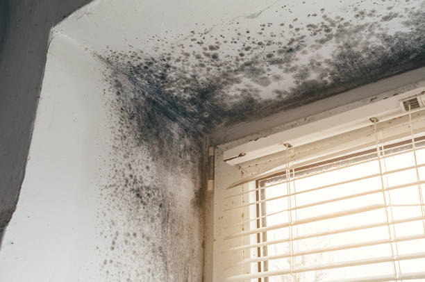 Affordable Hvac And Air Duct Mold Remediation solutions in Lewisville, WA
